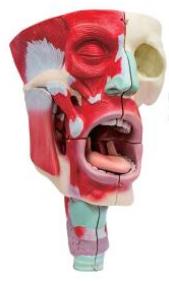鼻、口、咽喉腔分解模型